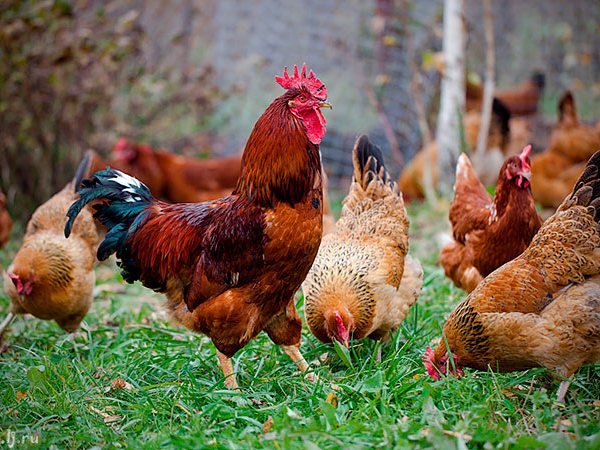 Породы куриц | ЗооТом - продажа, вязка и услуги для животных в Малоярославце