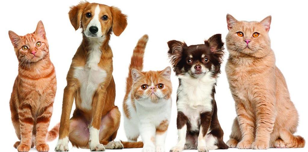 Доска объявлений о животных | ЗооТом - продажа, вязка и услуги для животных в Малоярославце