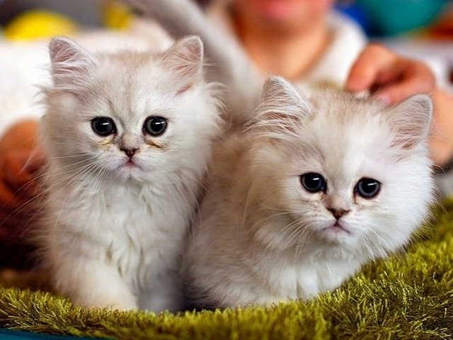 Породы кошек в Малоярославце | ЗооТом портал о животных