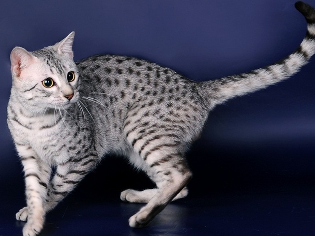Породы кошек в Малоярославце | ЗооТом портал о животных
