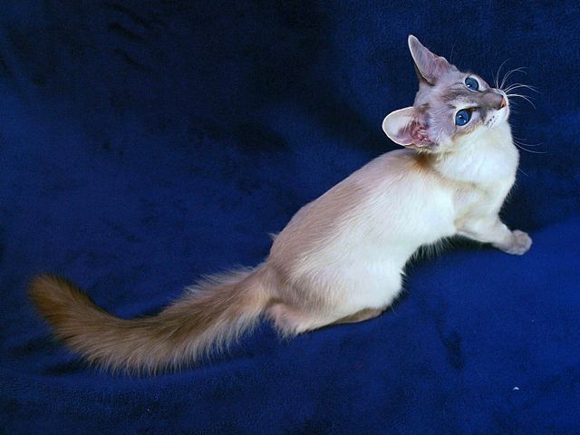 Выведенные породы кошек в Малоярославце | ЗооТом портал о животных
