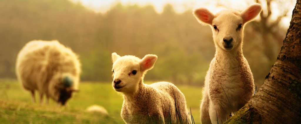 Объявления о сельскохозяйственных животных | ЗооТом - продажа, вязка и услуги для животных в Малоярославце