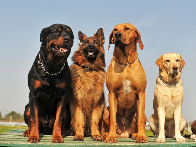 Крупные породы собак в Малоярославце | ЗооТом портал о животных