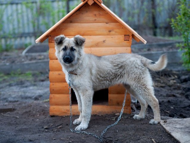 Все о собаках в Малоярославце